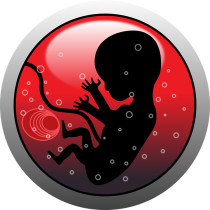 Седьмая неделя беременности: симптомы, развитие ребенка, советы, изменения в организме женщины